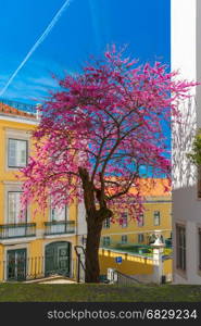 Spring typical Lisbon street, Portugal. The typical Lisbon street with stairs and flowering spring tree, Portugal