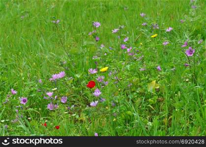 Spring vegetation wild flowers and grass abstract background.