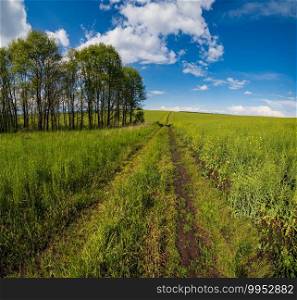 Spring view with rapeseed yellow blooming fields, small grove and dirty road, blue sky with clouds. Natural seasonal, good weather, climate, eco, farming, countryside beauty concept.