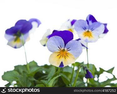 Spring Viola Flowers in Bloom on white background