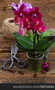 Spring violet and blue orchids on wooden background, gardening concept