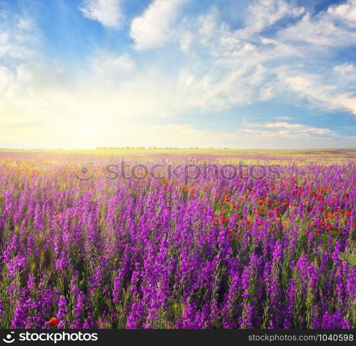 Spring violet flowers in meadow. Beautiful nature landscapes.