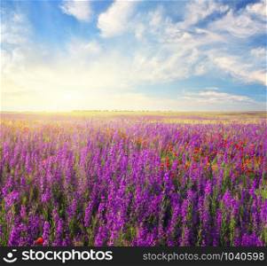 Spring violet flowers in meadow. Beautiful nature landscapes.