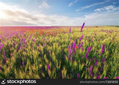 Spring violet flowers in wheat meadow. Beautiful nature landscapes.