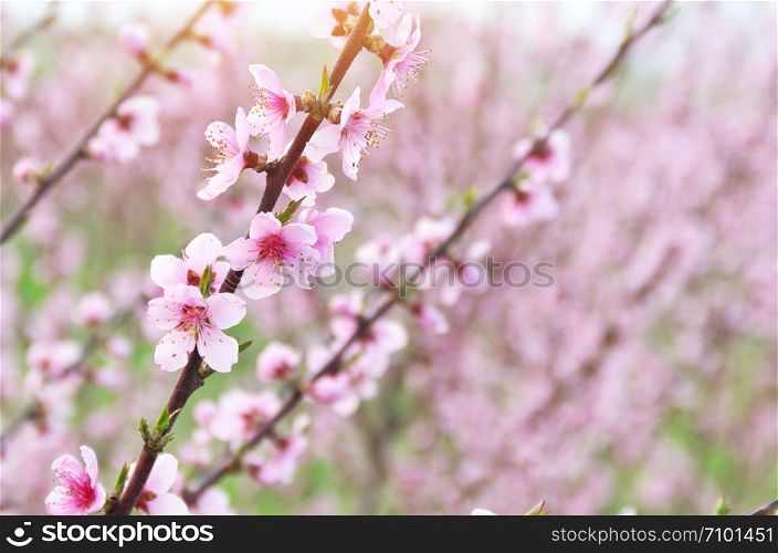 Spring violet flowers of orchard on tree. Nature composition.