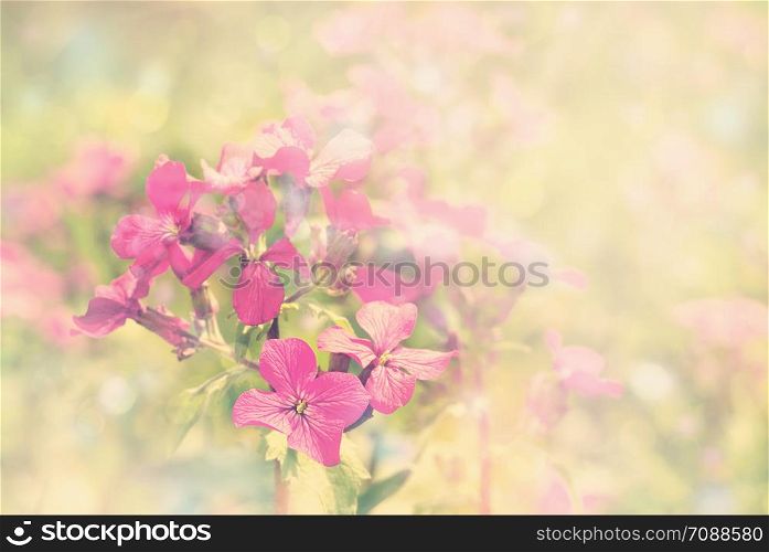 spring violet flowers on field