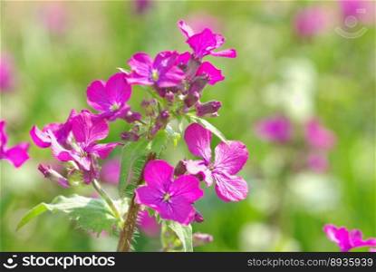  spring violet flowers on field