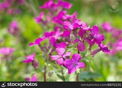  spring violet flowers on field