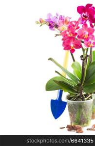 Spring violet orchids in pots with spade isolated on white background. Spring  violet orchids 