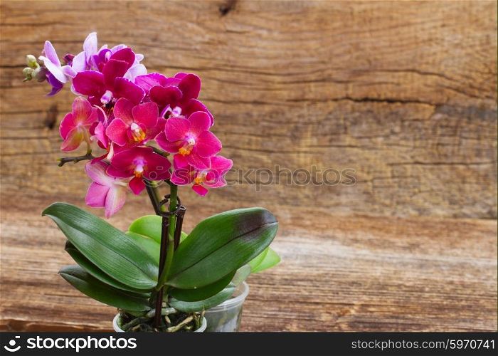 Spring violet orchids . Pink flowering orchids on wooden background