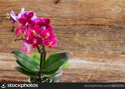 Spring violet orchids . Pink flowering orchids on wooden background
