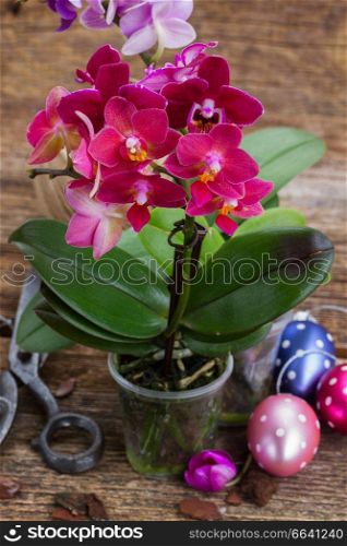 Spring violet orchids with easter eggs on wooden background, gardening concept. Spring  violet orchids 