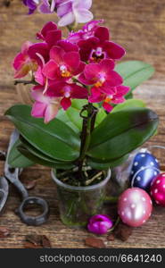 Spring violet orchids with easter eggs on wooden background, gardening concept. Spring  violet orchids 