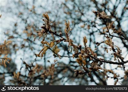 Spring wallpaper with copy space, nature concept