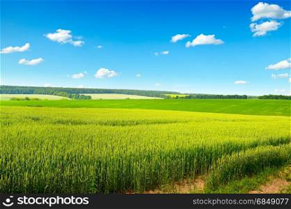 Spring wheat field and clear blue sky with small clouds.