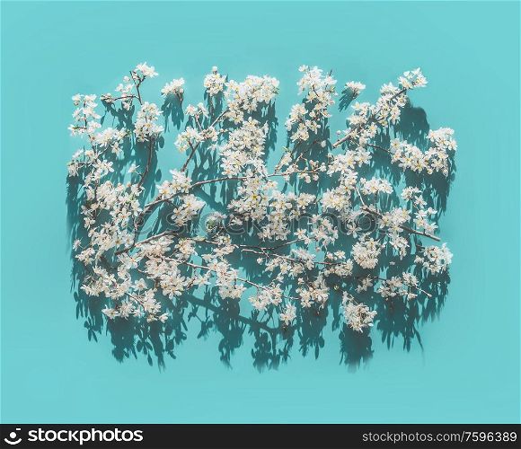 Spring white blossom background on turquoise blue background in sunlight with shadow, top view. Springtime nature