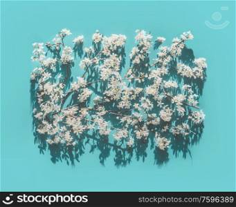 Spring white blossom background on turquoise blue background in sunlight with shadow, top view. Springtime nature
