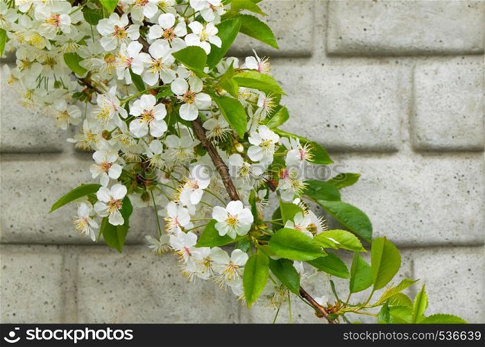 Spring white blossoms. Flowering tree branch against the wall. Selective focus. Spring white blossoms on tree branch against the wall