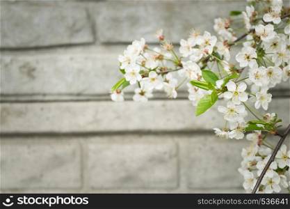 Spring white blossoms. Flowering tree branch against the wall. Selective focus. Flowering tree branch against the wall. Spring white blossoms.