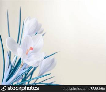 spring white crocus flower bouquet