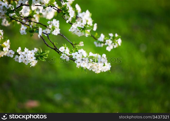 spring white flower close up