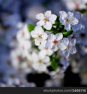 spring white flower close up