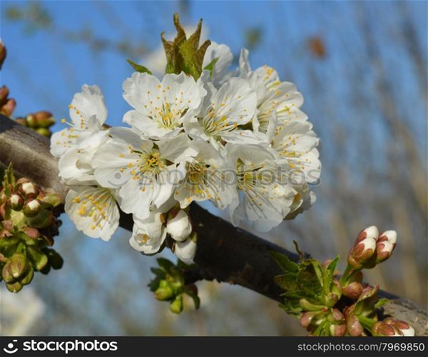 Spring white flowers
