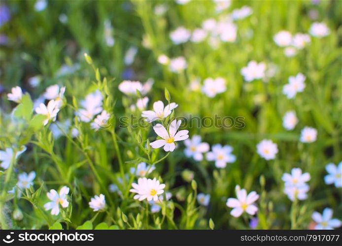 Spring white flowers blossom in the meadow
