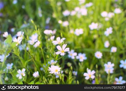 Spring white flowers blossom in the meadow