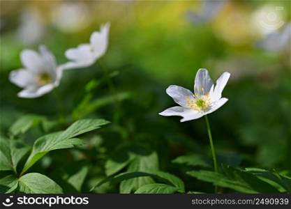 Spring white flowers in the grass Anemone  Isopyrum thalictroides 
