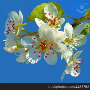 Spring white flowers on blue background