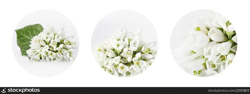 Spring white snowdrop flower with green leaf. Three circle frame background. Long horizontal collection.
