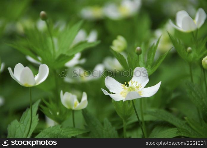 Spring wild flowers wood anemones close up