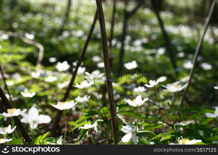 spring windflower beautiful nature background