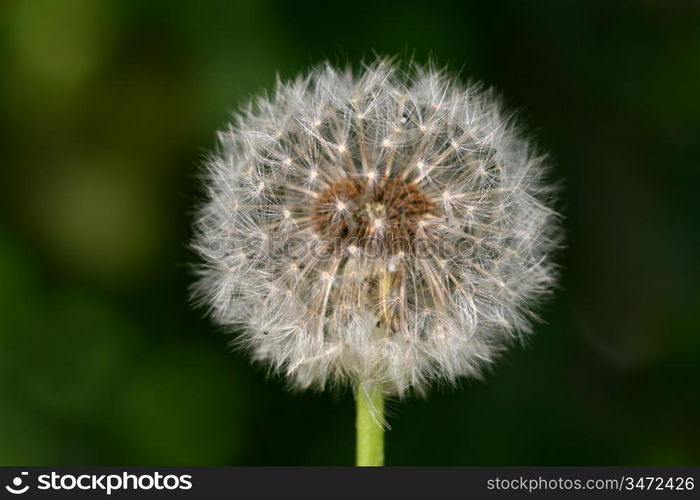 spring wish dandelion macro close up