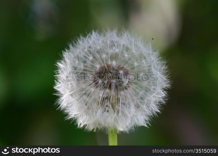 spring wish dandelion macro close up