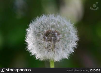 spring wish dandelion macro close up