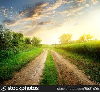 Spring with fresh green plants and country road