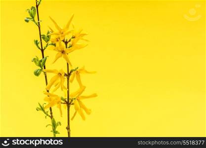Spring yellow background with forsythia flowers. Spring yellow background with fresh forsythia flowers and branches
