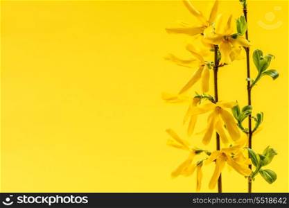 Spring yellow background with forsythia flowers. Spring yellow background with fresh forsythia flowers and branches