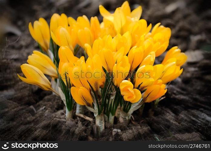 spring yellow crocus flower. nature