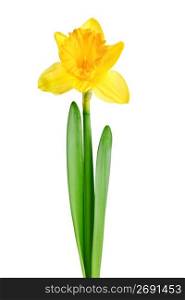 Spring yellow daffodil