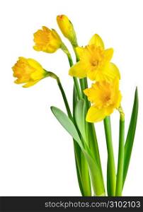 Spring yellow daffodils