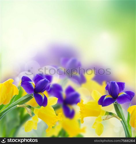 spring yellow daffodils and blue irise on green garden background. spring narcissus and irise