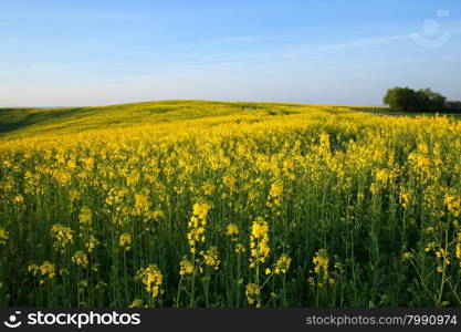 Spring yellow field