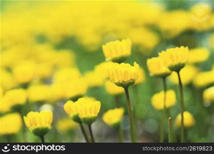 Spring yellow flower