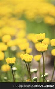 Spring yellow flower