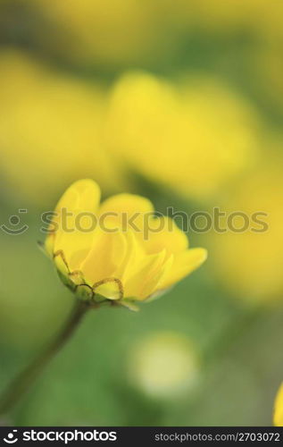 Spring yellow flower