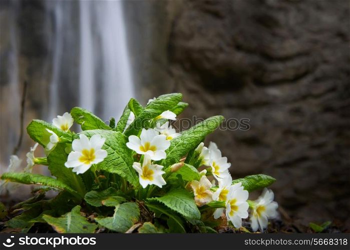 Spring yellow flower (Primula vulgaris) on the waterfall background