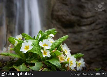 Spring yellow flower (Primula vulgaris) on the waterfall background